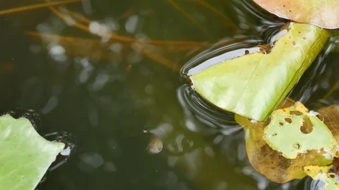 Frog in water. Stock Footage 91889878