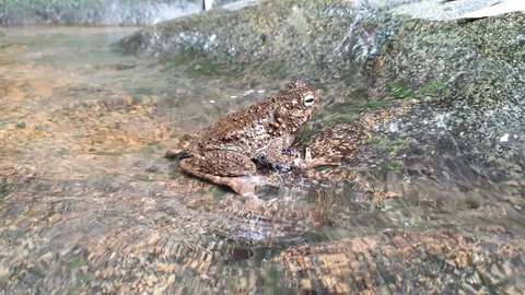 A frog in the water Stock Footage 115219329