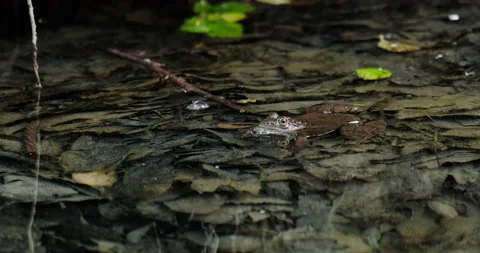 Frog in the water Stock Footage 132342410