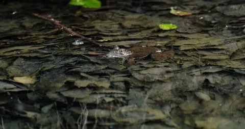 Frog in the water Stock Footage 132342601