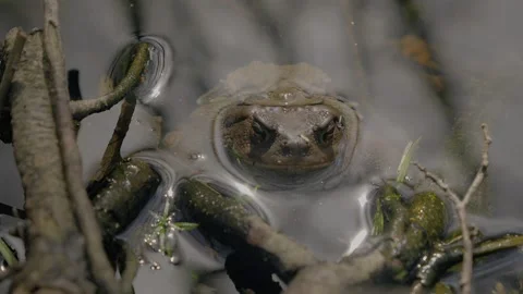 Frog in the water Stock Footage 270402341