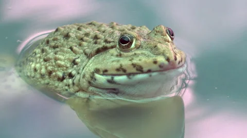 Frog in a water 스톡 동영상 291384345