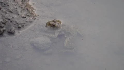 Frog in water Stock Footage 293670575