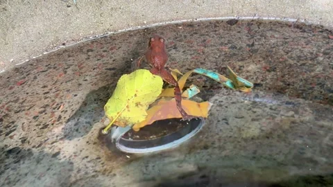 A frog in the water. A frog in a pool of fresh clean water Stock Footage 248308075