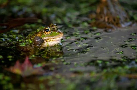 Frog in water. One pool frog crying with vocal sacs. Stock Photos