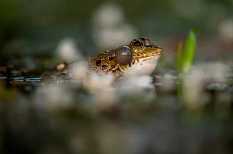 Frog in water. One pool frog crying with vocal sacs. Stock Photos