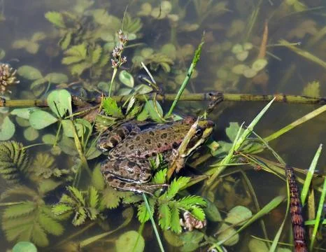Frog in water Stock Photos