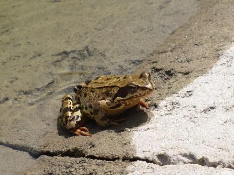 The frog in the water Stock Photos