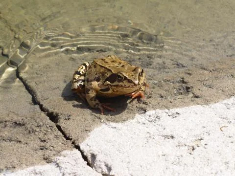 The frog in the water Stock Photos