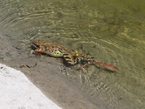 The frog in the water Stock Photos