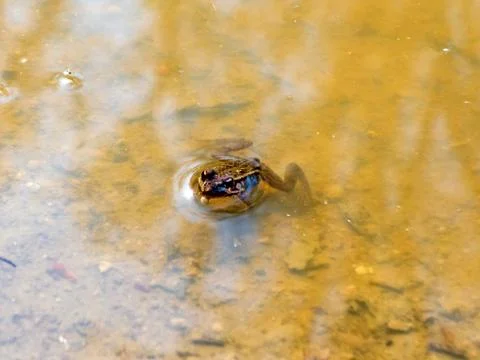 Frog in the water Stock Photos