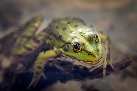 Frog in the water Foto stock