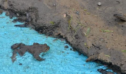 Frog in water Stock Photos