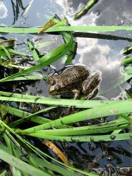 Frog in water Stock Photos