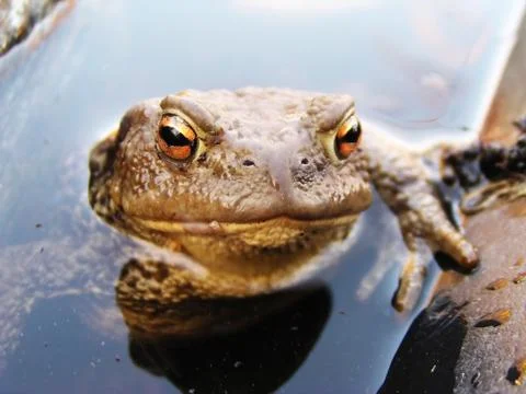Frog in the water Stock Photos