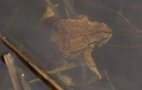 Frog in water Stock Photos