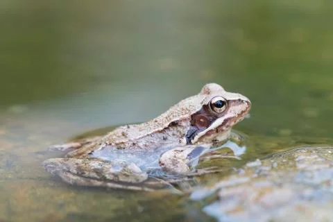 Frog in the water Stock Photos