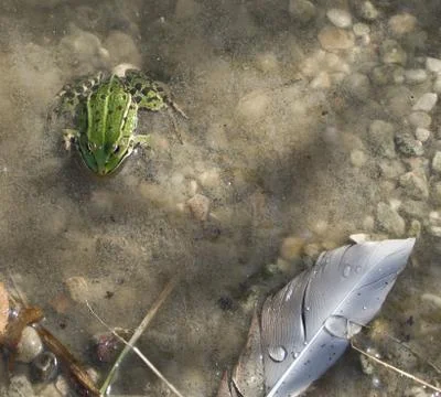 Frog in to the water Stock Photos