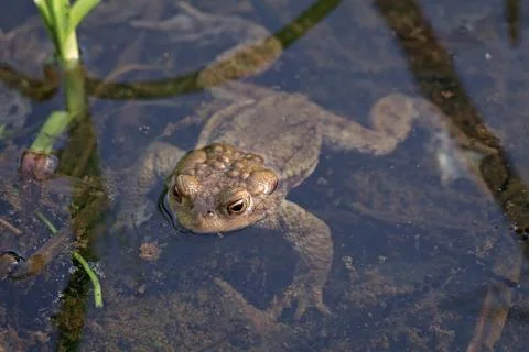 Frog in water Foto stock gratuite