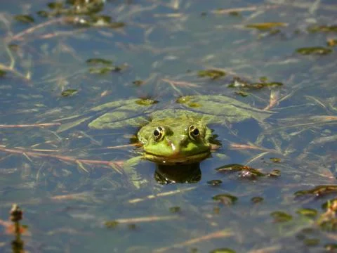 Frog on water Stock Photos