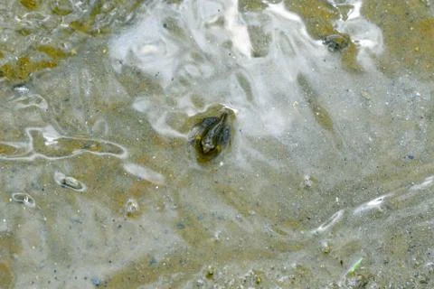 Frog in water Stock Photos