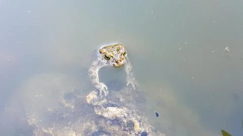 The frog in the water. Stock Photos