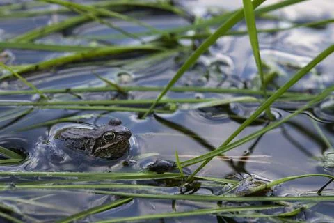 Frog in water Stock Photos