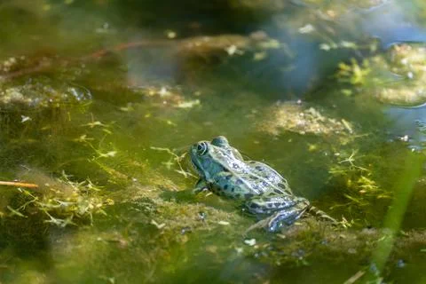 Frog in the Water. Stock Photos