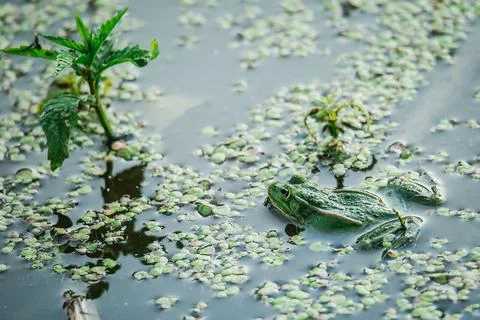 Frog in the water Stock Photos