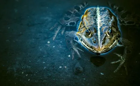 Frog in the water Stock Photos