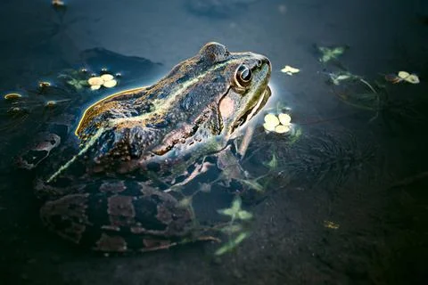 Frog in the water Stock Photos