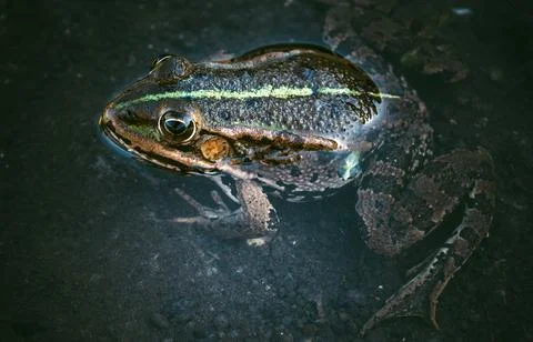 Frog in the water Stock Photos