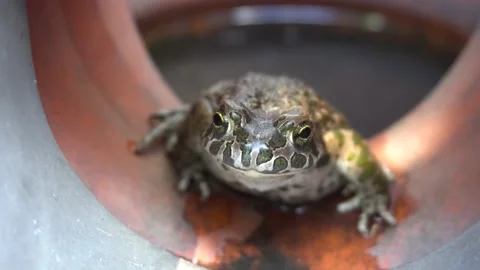 Frog in a water pipe 4K Stock-Footage 159905817