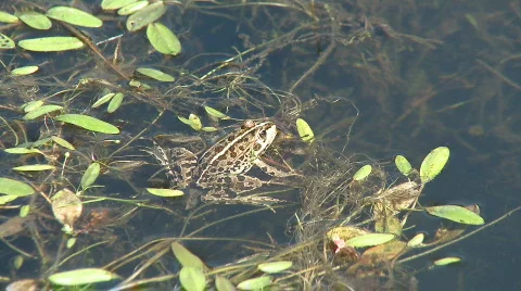 Frog in the water on pond Stock Footage 272559