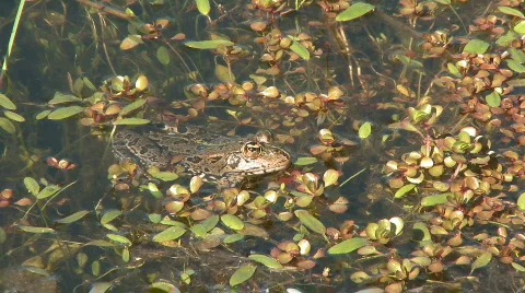 Frog in the water on pond Stock Footage 275803
