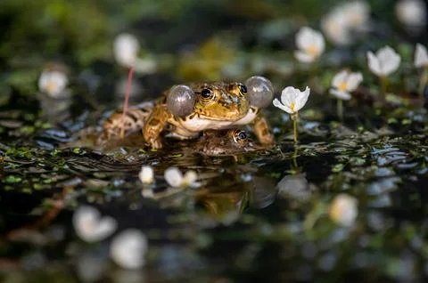 Frog in water. Pool frog crying with vocal sacs. Stock Photos