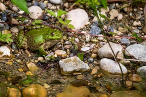 Frog in water. Pool frog resting. Pelophylax lessonae. European frog. Stock Photos