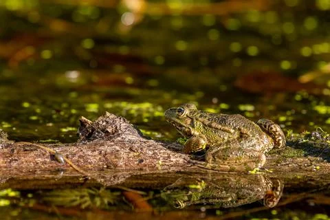 Frog in water. Pool frog resting on tree branch. Pelophylax lessonae. Stock Photos