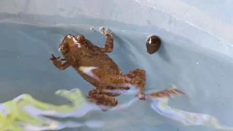 Frog in Water With Reflections on a Bright Day Stock Footage 307930632