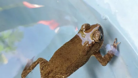Frog in Water With Reflections on a Bright Day Stock Footage 307930659