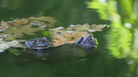 Frog in water - two clips, framed left then right 4K Видео 115902848