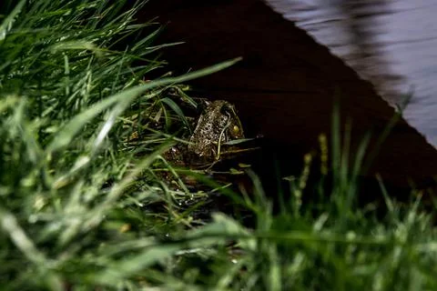 Frog in water under the shadow of a log Stock Photos