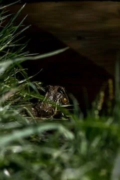 Frog in water under the shadow of a log Stock Photos