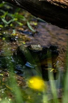 Frog in water under the shadow of a log Stock Photos