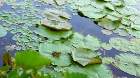 Frog on Waterlily Leaf Stock Footage 136067966