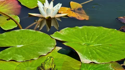 Frog on a waterlily leaf. Stock Footage 313905110