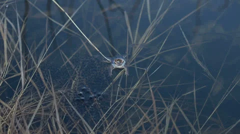 Frog wedding Stock Footage 23273322
