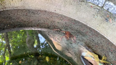 A frog in a well with clear water Stock Footage 248308008