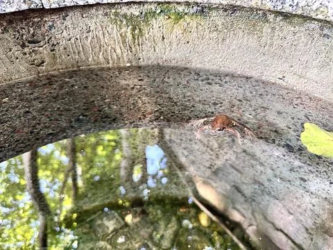 A frog in a well with clear water Stock Photos