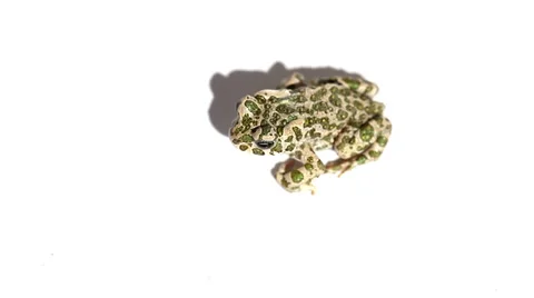 Frog on white background Stock Footage 35569600